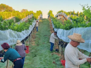 Guarapuava Brinda ao Futuro: Vinícola Horst marca novo capítulo na vitivinicultura do Paraná