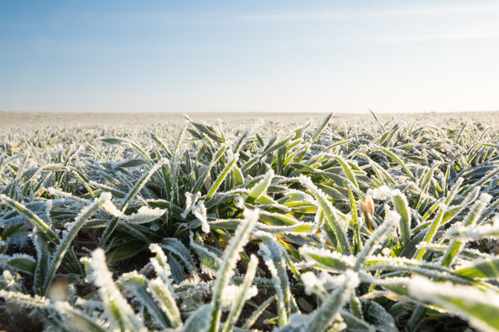 Frio intenso reduz a qualidade das pastagens, exige cuidados com lavouras e aumenta os custos de produção no campo durante o período de baixas temperaturas.